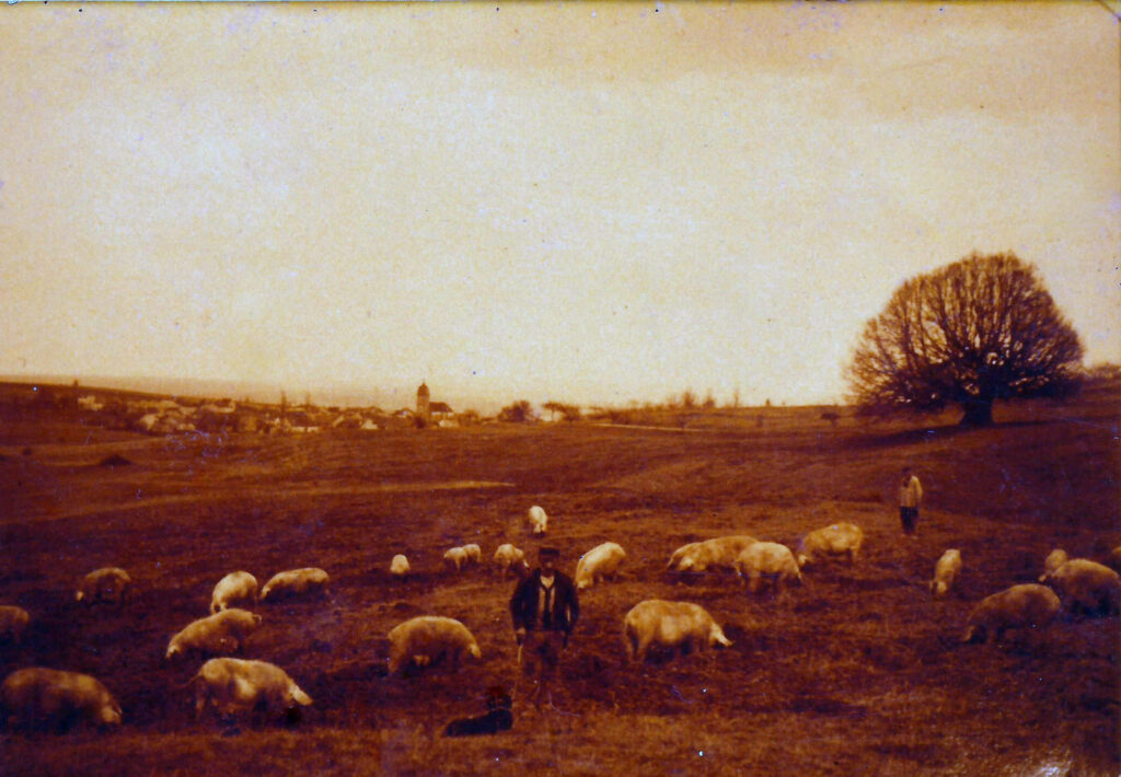 Carte postale ancienne représentant un berger de Villers-lès-Luxeuil