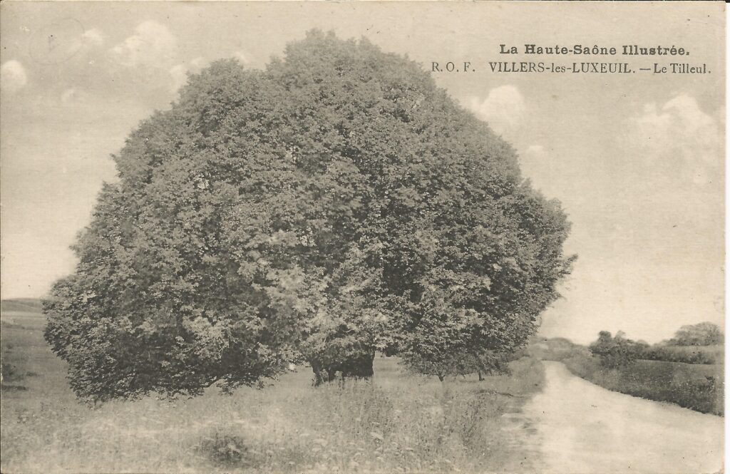 Carte postale ancienne représentant le tilleul majestueux du village de Villers-lès-Luxeuil