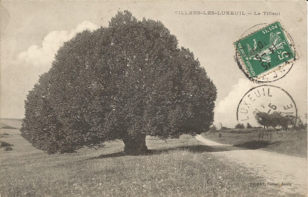 Carte postale de 1910 représentant le tilleul majestueux du village de Villers-lès-Luxeuil