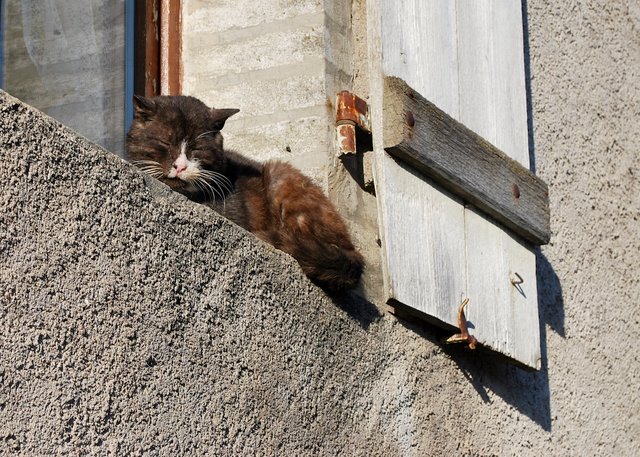 Chat prenant le soleil dans une maison villeroise, photo de R Marchand